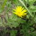 Lemonyellow False Goldenaster - Photo (c) Pat Deacon, some rights reserved (CC BY-NC), uploaded by Pat Deacon