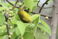 Zosterops senegalensis