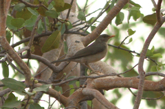 Turdus pelios