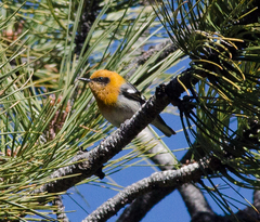 Peucedramus taeniatus