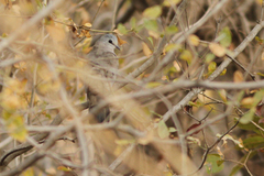 Turtur abyssinicus