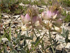 Hedysarum candidum