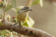Pogoniulus bilineatus