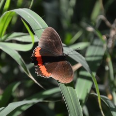 Biblis