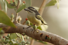 Pogoniulus bilineatus