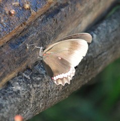 Biblis