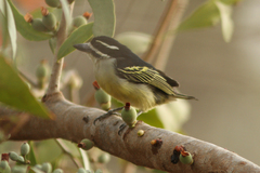 Pogoniulus bilineatus