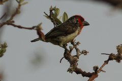 Lybius vieilloti