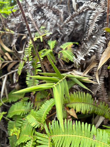Isachne distichophylla observed 2025-09-02