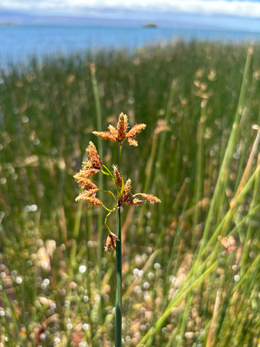 Schoenoplectus californicus observed 2025-09-04