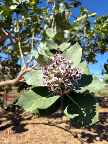 Calotropis gigantea observed 2025-09-04