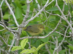 Setophaga petechia bryanti