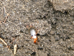 Amphasia interstitialis