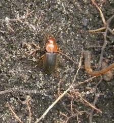 Amphasia interstitialis