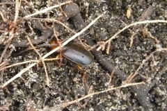 Amphasia interstitialis