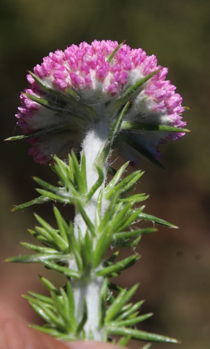 Image of Spiky Blombush (Metalasia muraltiifolia) by (c) Tony Rebelo, some rights reserved (CC BY-SA)