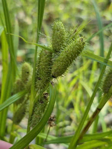 Frank's sedge (Carex frankii)