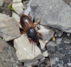 Anisodactylus sanctaecrucis