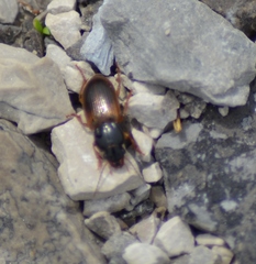 Anisodactylus sanctaecrucis