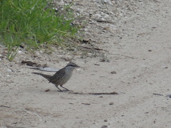 Campylorhynchus yucatanicus