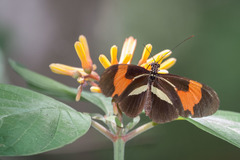 Heliconius melpomene