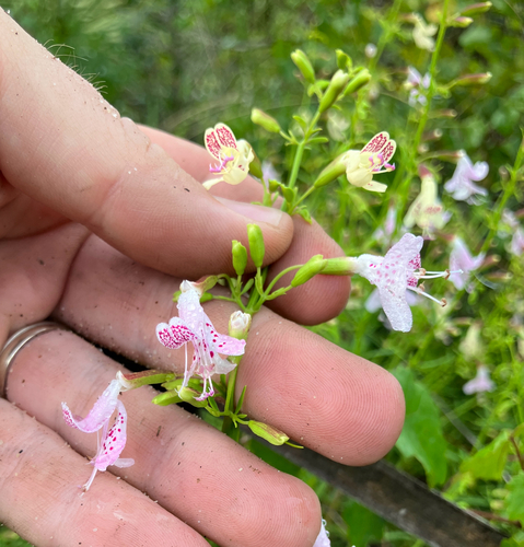 Dicerandra frutescens, photograph 4