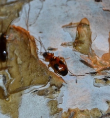 Badister neopulchellus