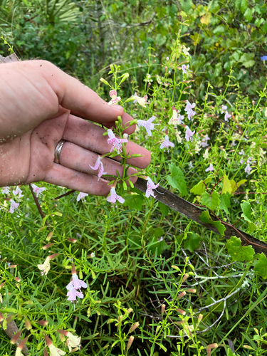 Dicerandra frutescens, photograph 5