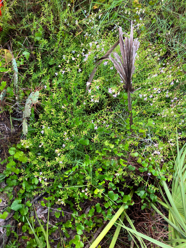 Dicerandra frutescens, photograph 6