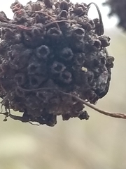 Cephalanthus occidentalis