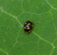 Brachiacantha decempustulata