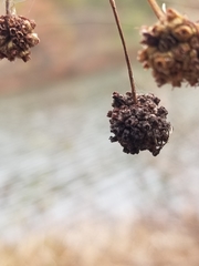 Cephalanthus occidentalis