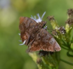 Pellicia arina