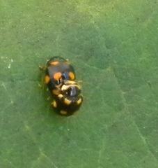 Brachiacantha decempustulata