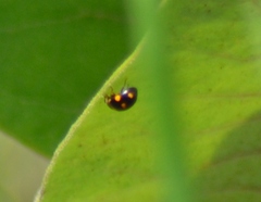 Brachiacantha decempustulata