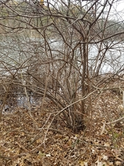 Cephalanthus occidentalis