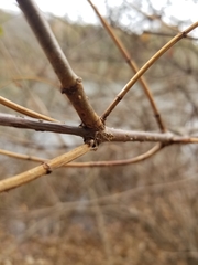 Cephalanthus occidentalis