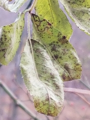 Cephalanthus occidentalis