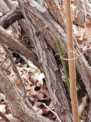 Cephalanthus occidentalis