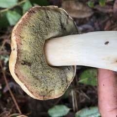 Boletus regineus