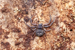 Bassaniana floridana