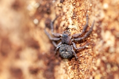 Bassaniana floridana