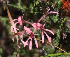 Pelargonium longifolium