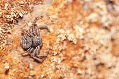 Bassaniana floridana
