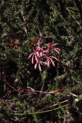Pelargonium longifolium