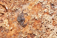 Bassaniana floridana
