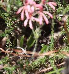 Pelargonium longifolium