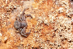 Bassaniana floridana