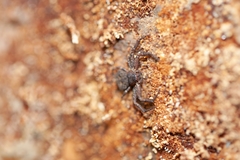 Bassaniana floridana
