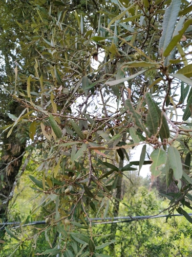 Quercus crassipes, photograph 4